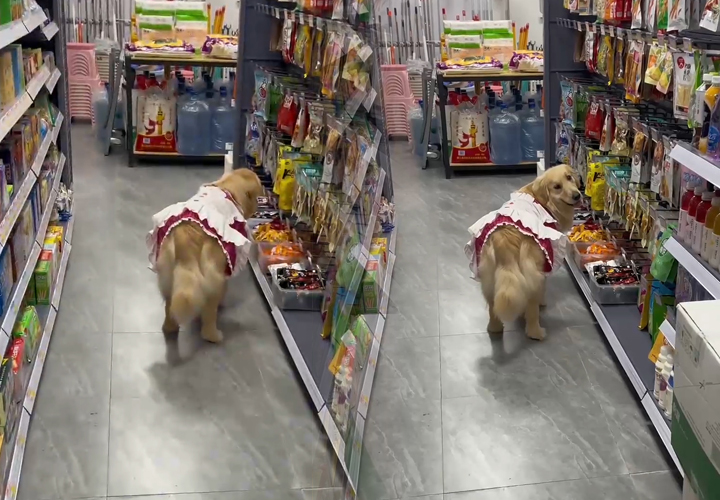 金毛和主人去超市买火腿肠,金毛看见超市火腿肠赖着不走