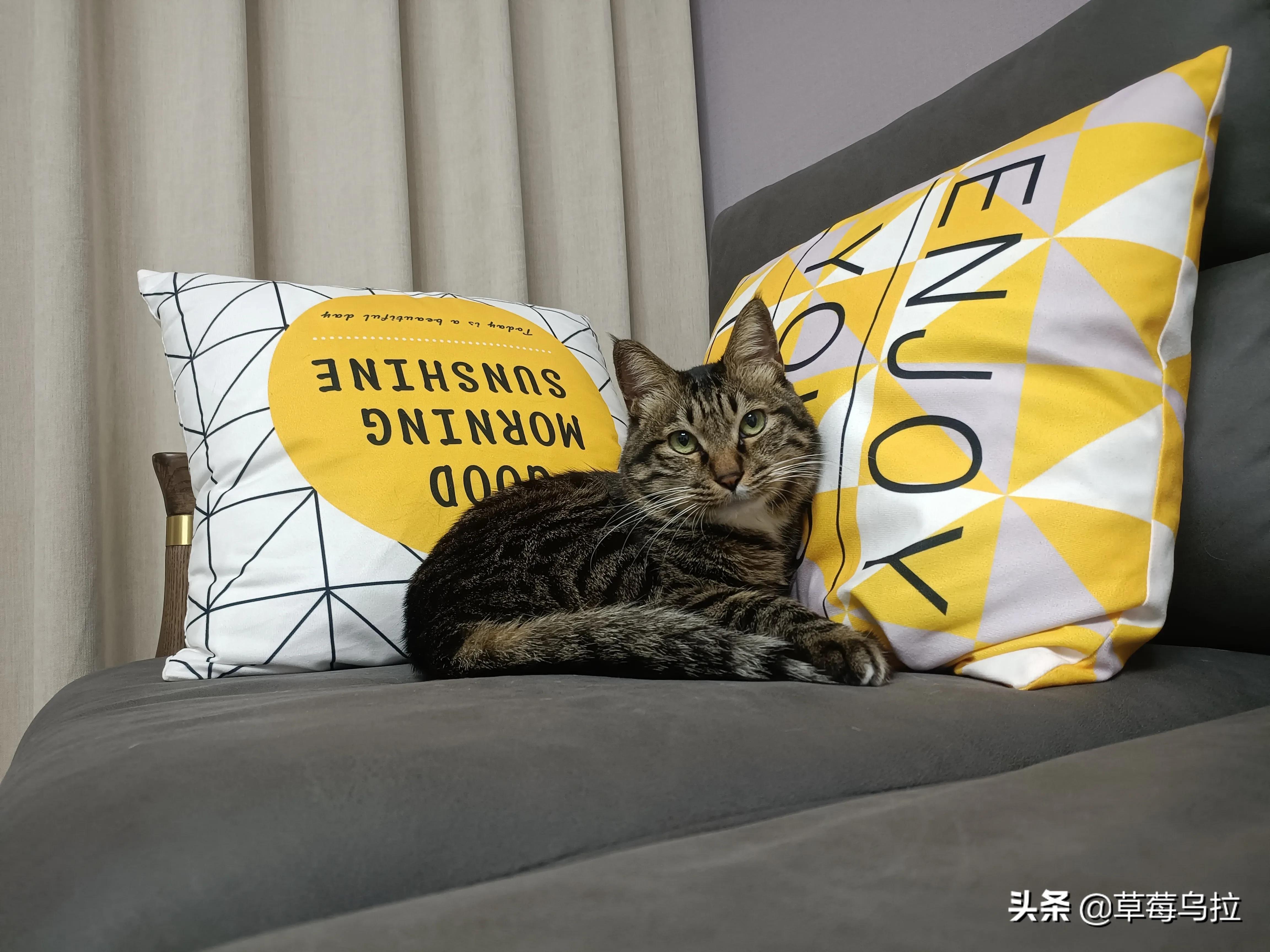 养土猫会不会被人看不起,养土猫真的就低人一等吗