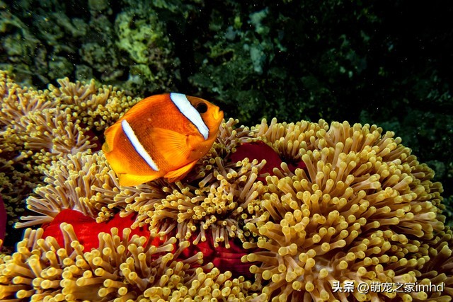 小丑鱼的养法和注意事项,小丑鱼怎么养才是养得大