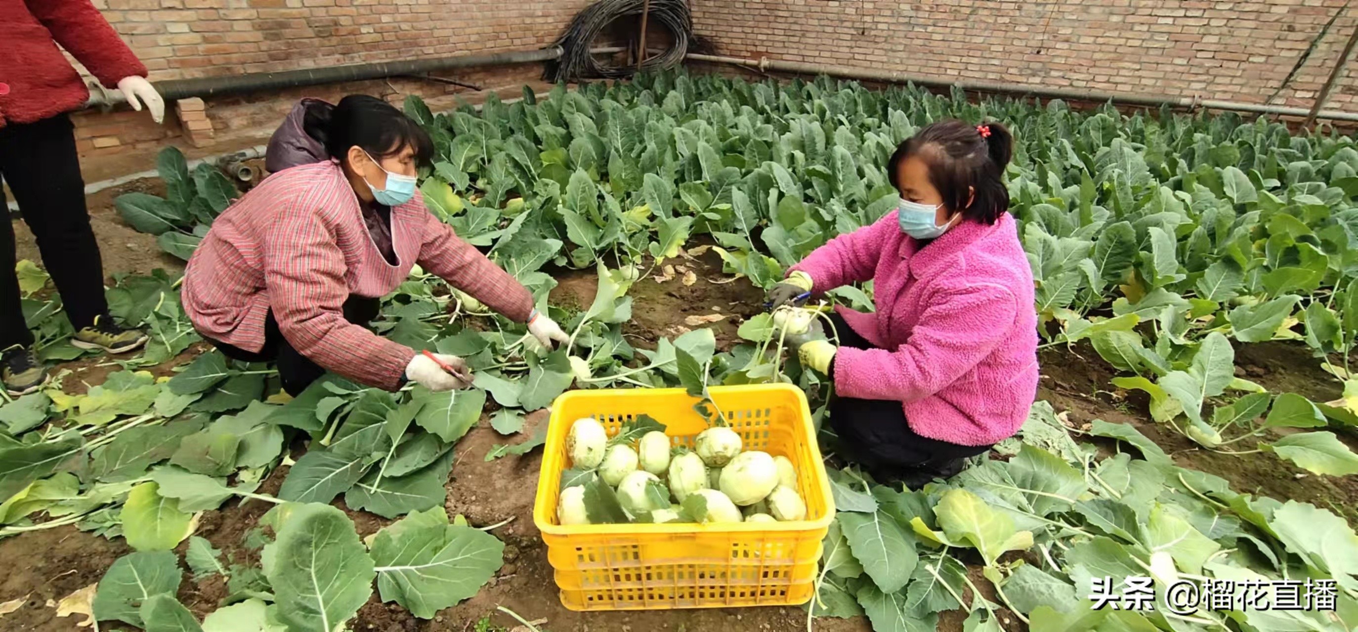 珍佰粮鄠邑,珍佰粮油