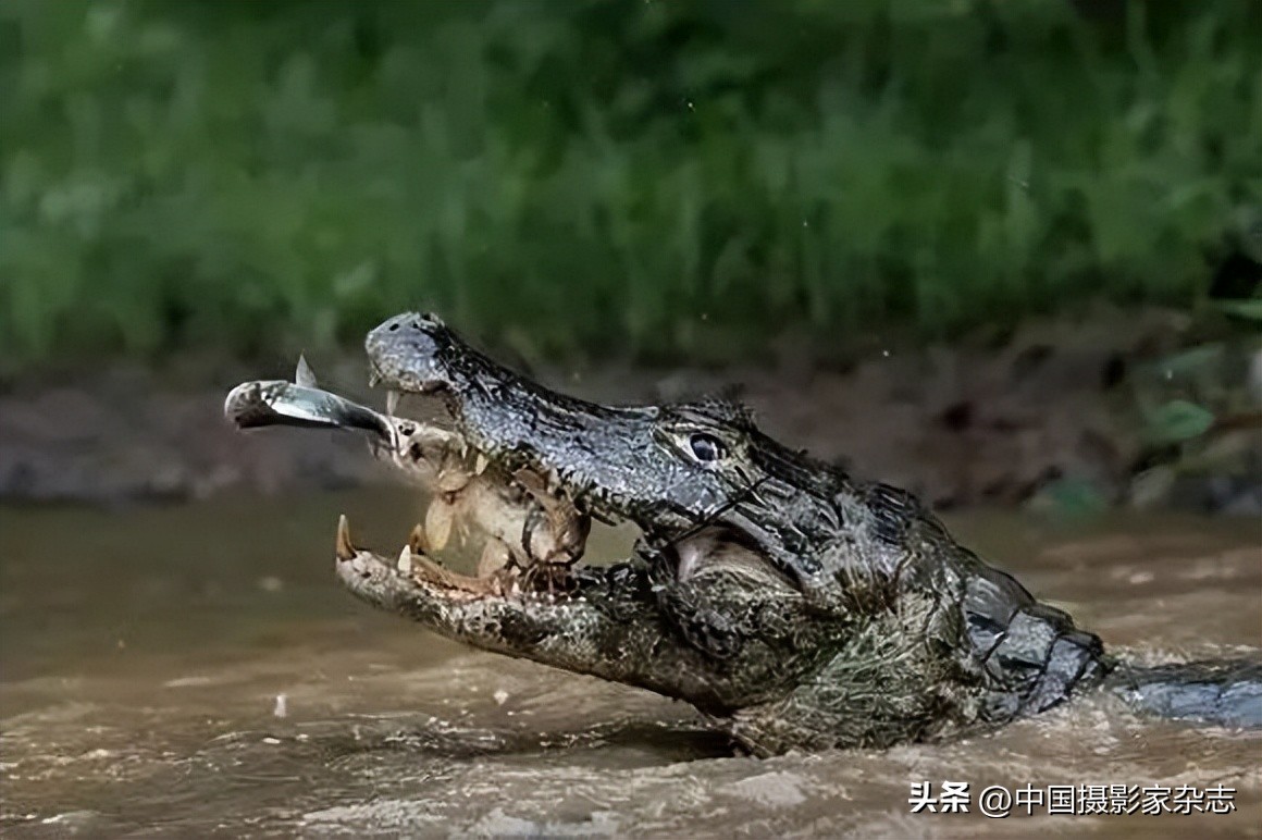 108张令人惊讶的历史与自然照片,有颠覆你认知的那张吗?