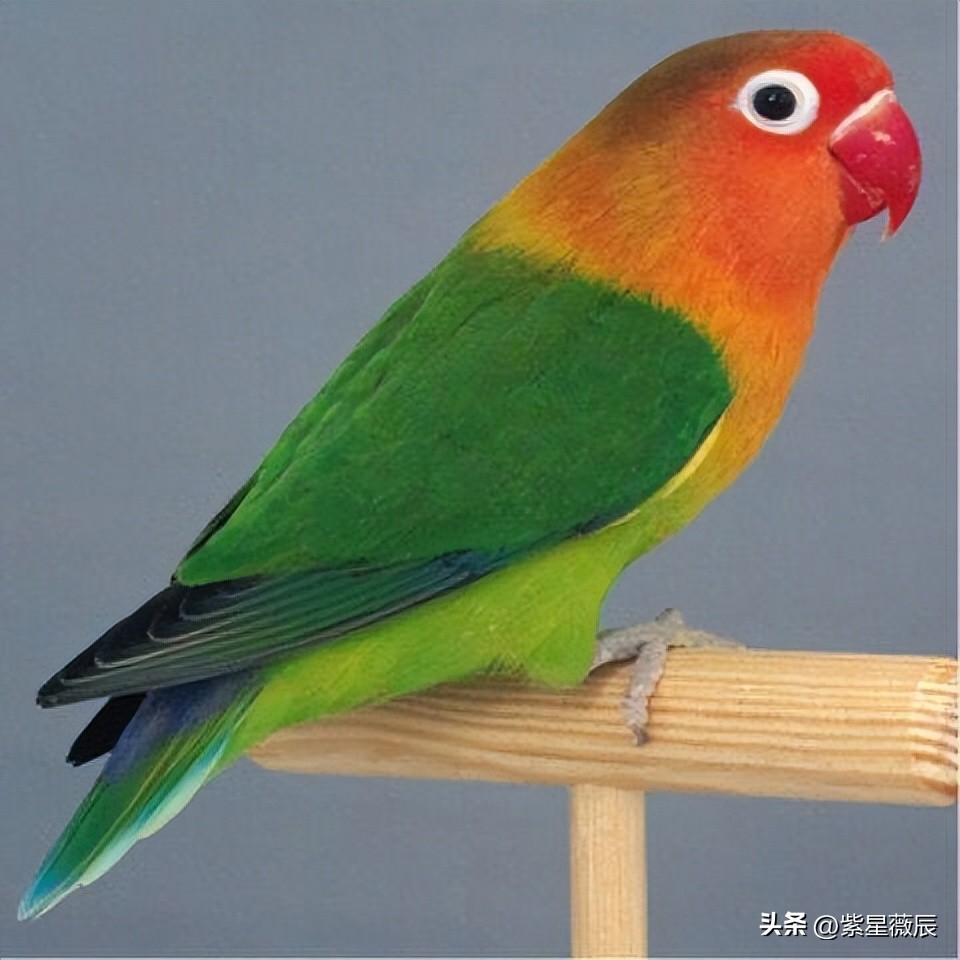 上古时期最厉害的龙是什么龙,上古神兽龙中最强的龙是什么龙