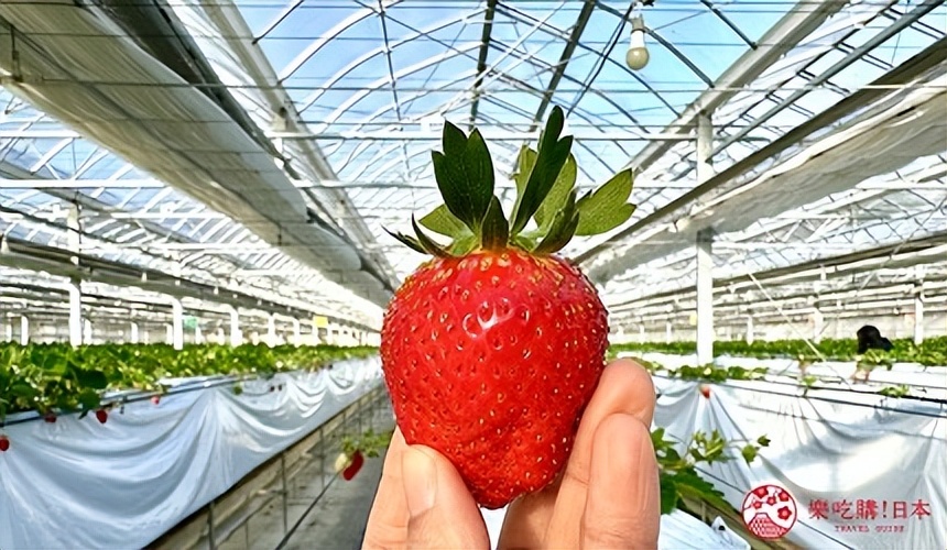 冈山津山,冈山区景点