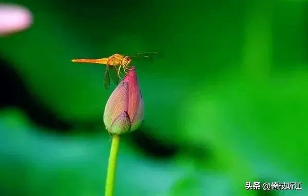 是时方盛夏，风物自潇洒