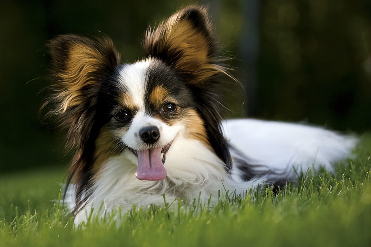 这几种狗太难伺候了新手不敢养,不能接受的狗狗