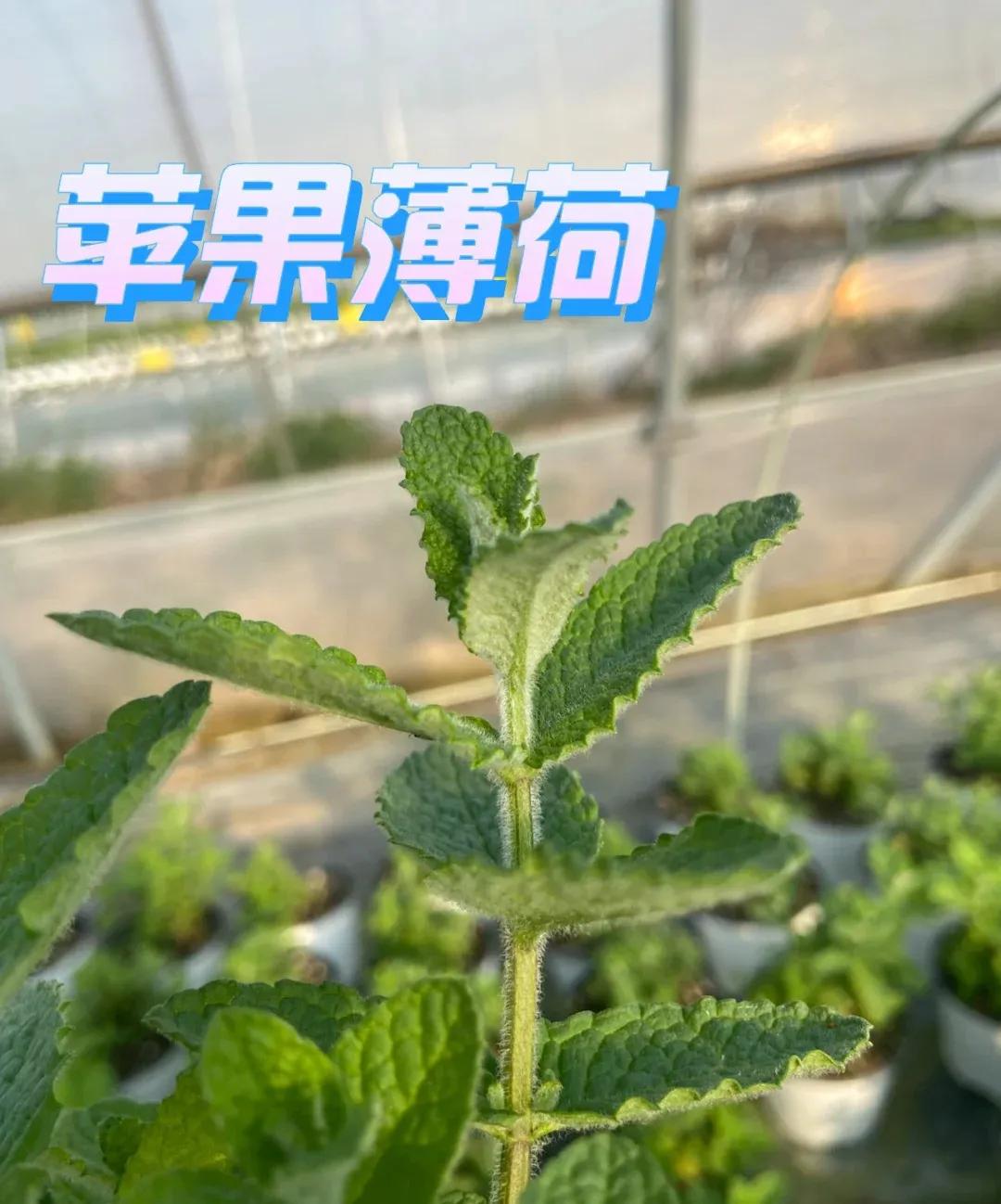 食用薄荷哪种最清凉,薄荷夏季必备的清凉佳品