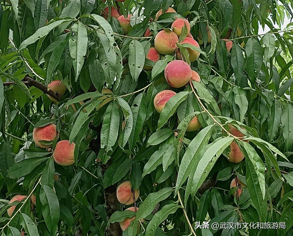 花朝河湾旅游景区本地人要门票吗,潘塘罗杨村花朝河湾景区最新消息