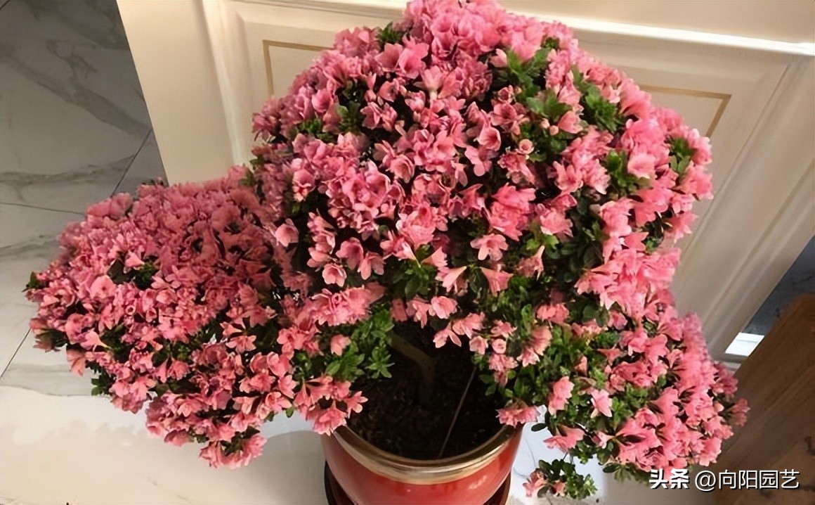 反季节栽杜鹃花,杜鹃花先别急着丢掉