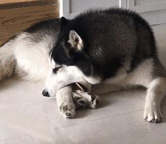 禁养的狗怎么养,39种中华田园犬城市禁养的狗