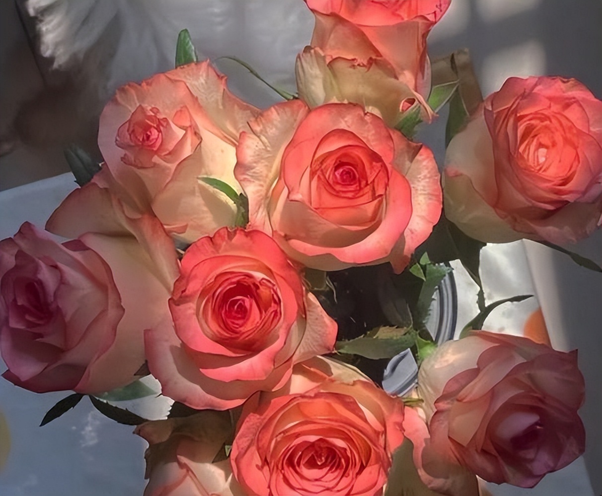 玫瑰情感花语,玫瑰花语关于爱情