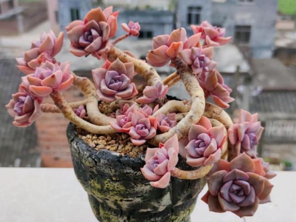 多肉彩虹糖和紫乐有啥区别,彩虹糖多肉和紫乐多肉的区别