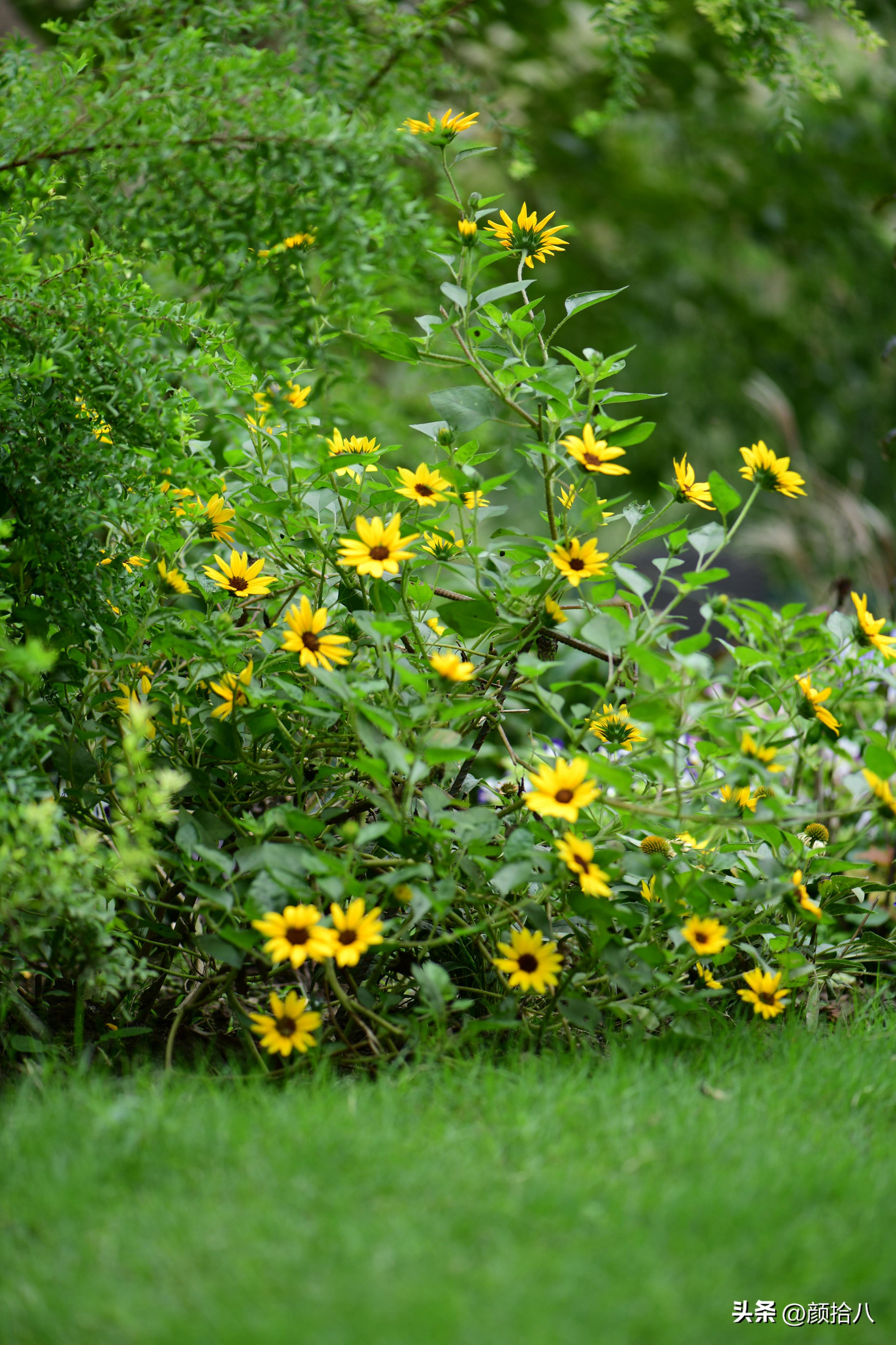 光辉岁月向日葵单朵花能开多少天,光辉岁月向日葵开花效果