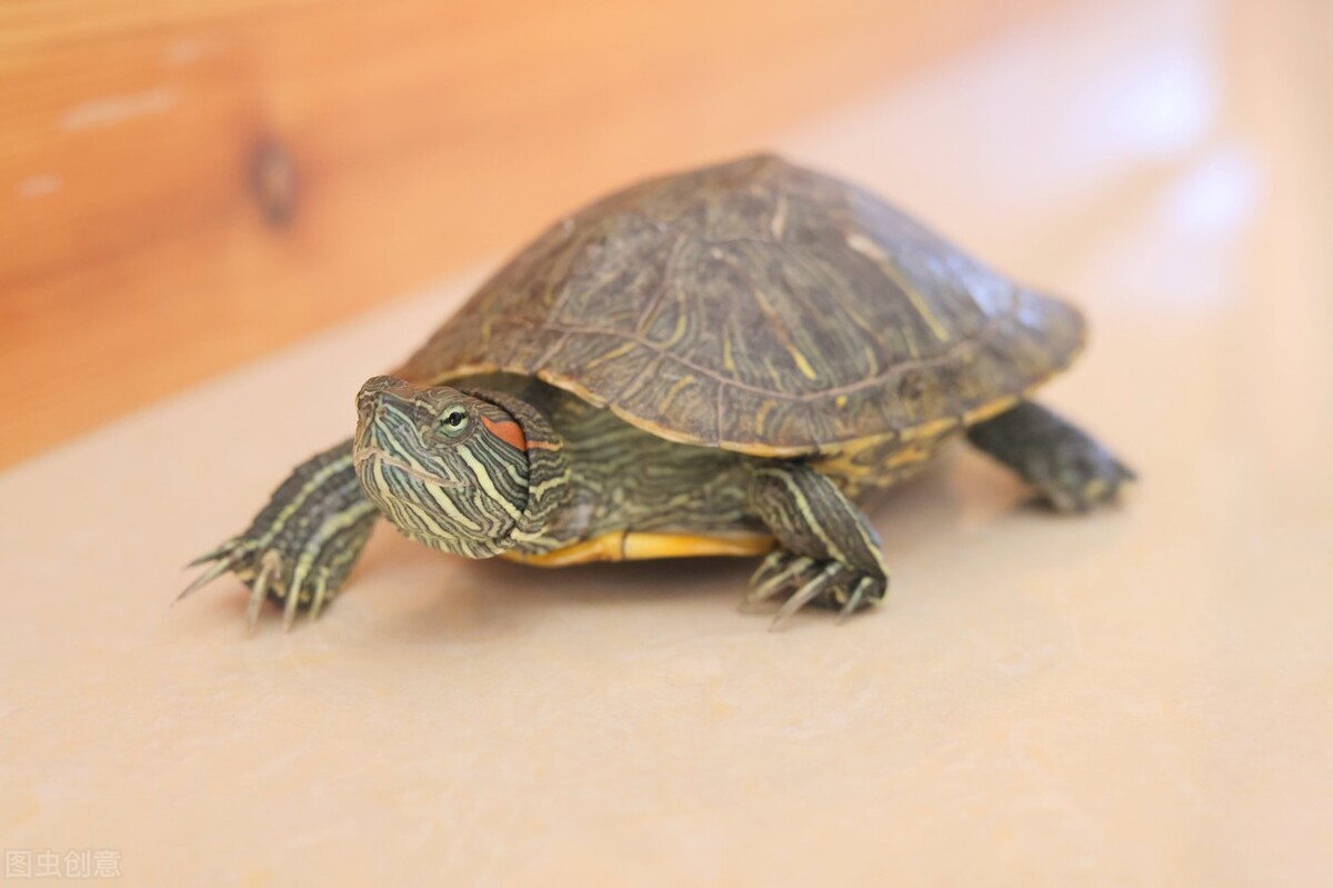 巴西龟老张嘴是什么原因,巴西龟为什么冬天朝人张嘴