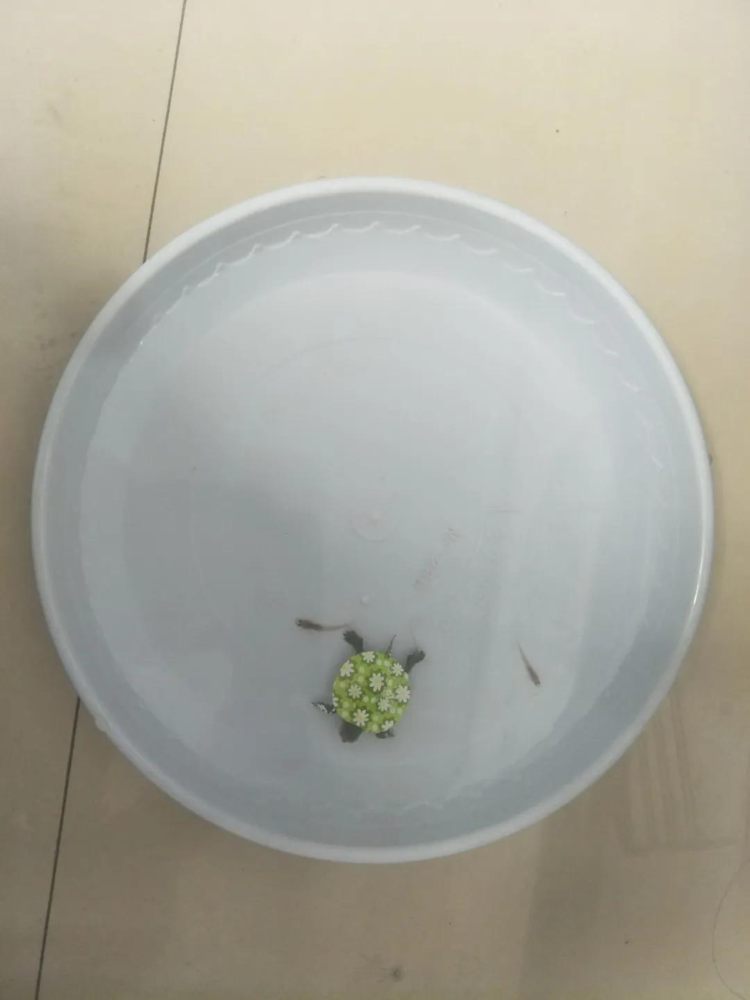 小龟吃什么,小龟电动车外壳拆装教程