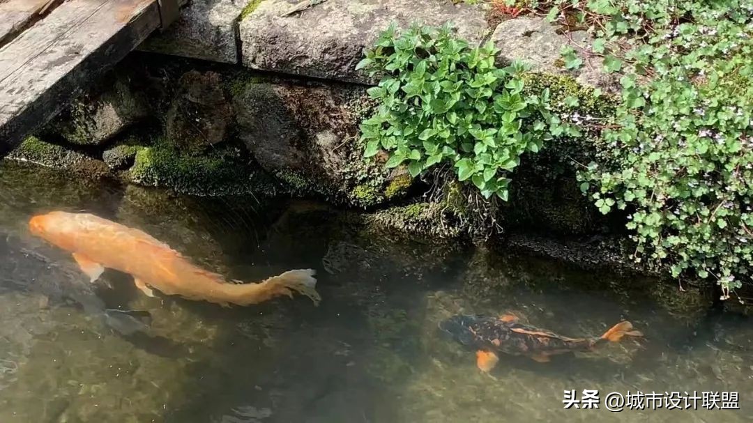 乡村振兴和乡村治理典型经验,乡村治理的发展与创新