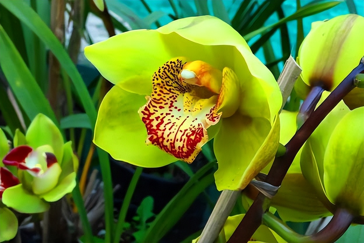 世界上十种最贵的花排名,昂贵花