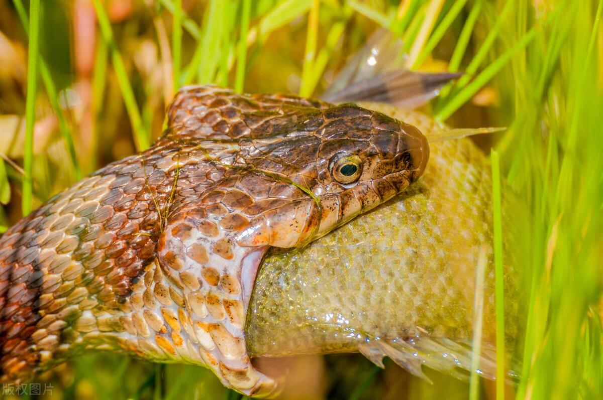 蛇进化成爬行动物,爬行动物巨蛇