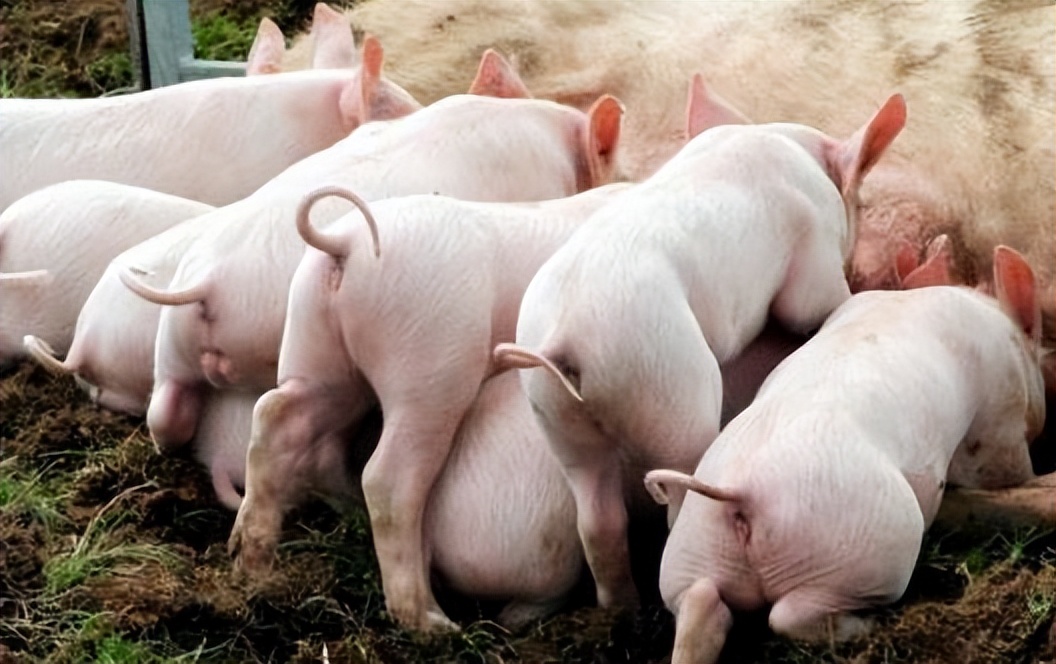 如何养好母猪四种方法,养好母猪技术大全
