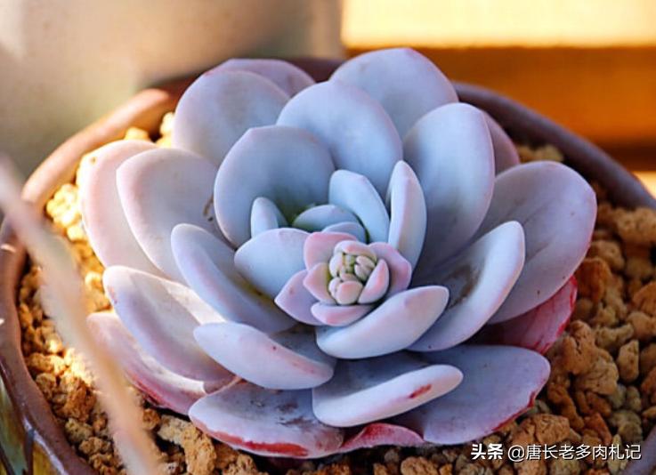 多肉雪莲如雪,多肉雪莲能去头吗