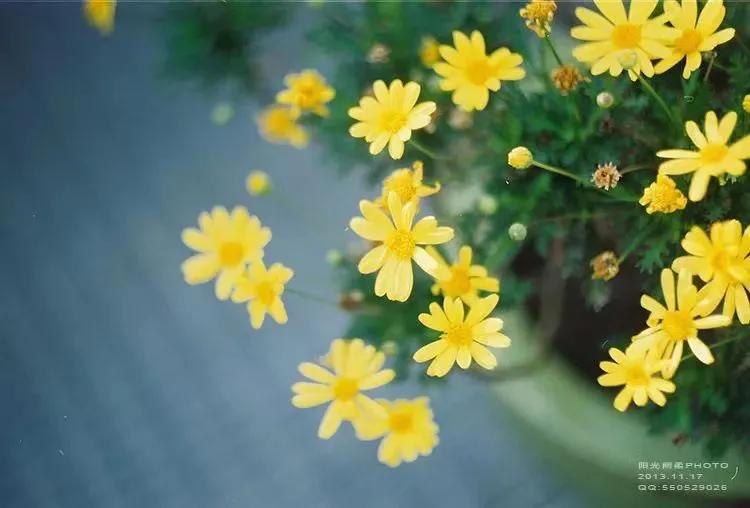 蓝颜红颜知己是什么意思,蓝颜红颜是知己还是情人