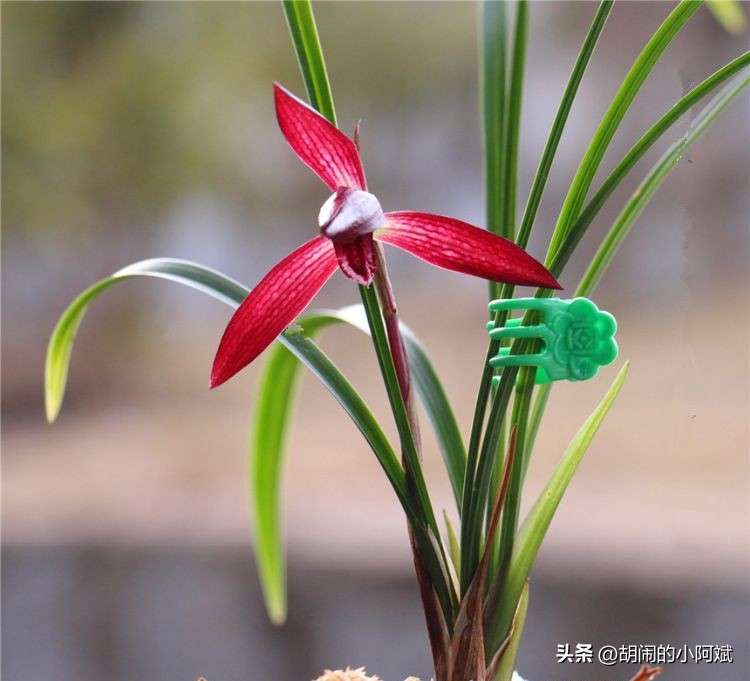 贵州本地兰花有哪些品种,贵州2020年最贵兰花