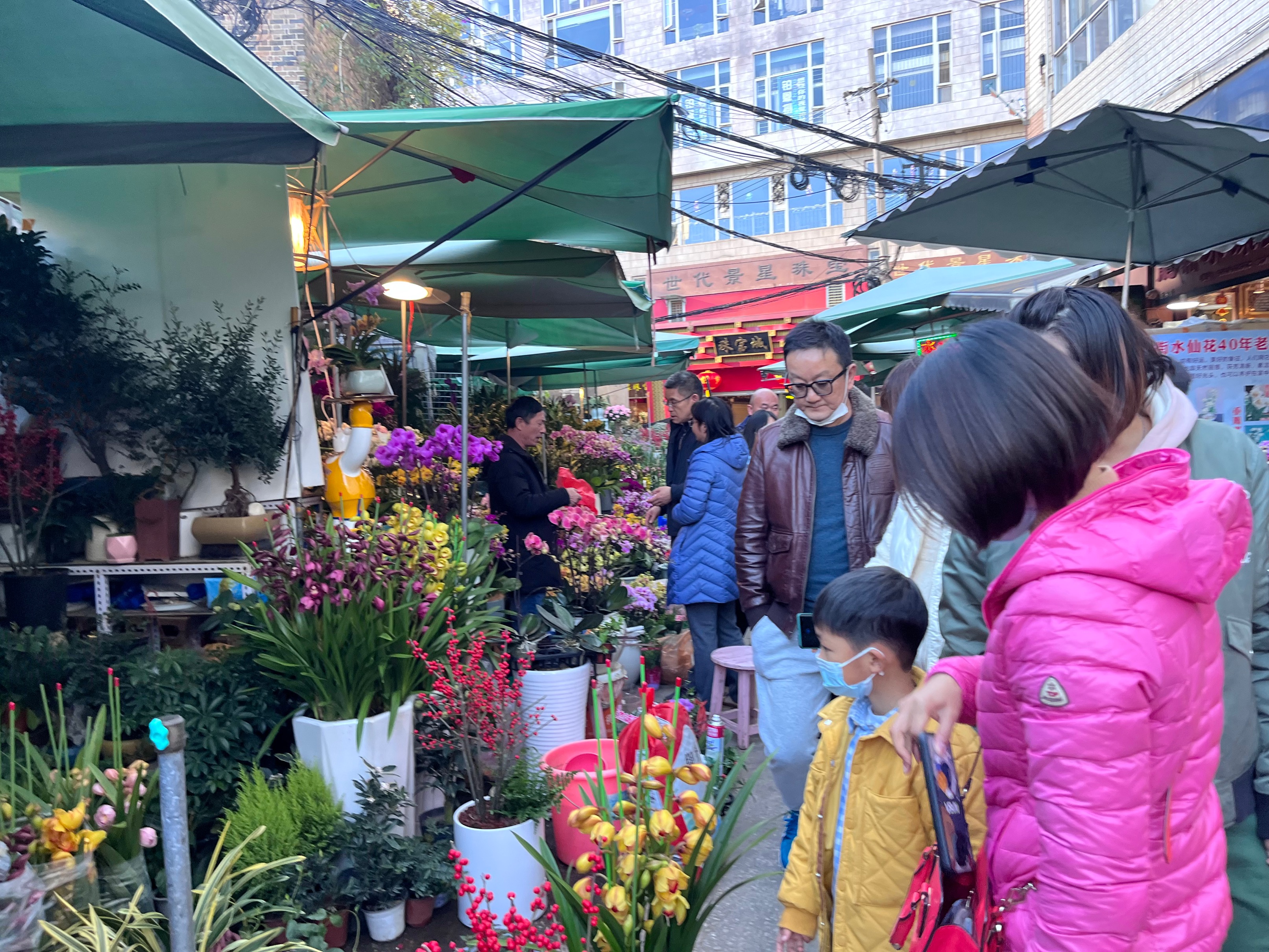 昆明花市今日花价,昆明花卉批发市场年宵花