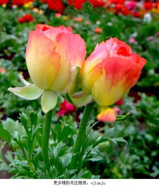 这二十幅极品花卉越看越醉,超好看又耐看的花卉图