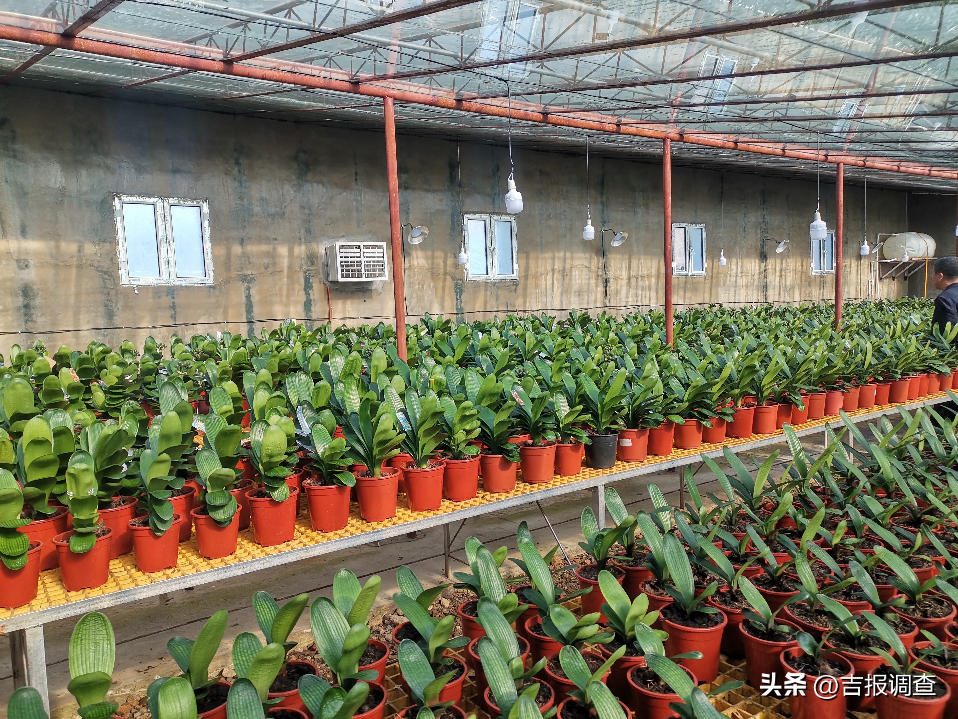 辉南县庆阳镇乡村振兴增添君子兰繁育新产业!君子兰通过电商渠道远销到国内多地