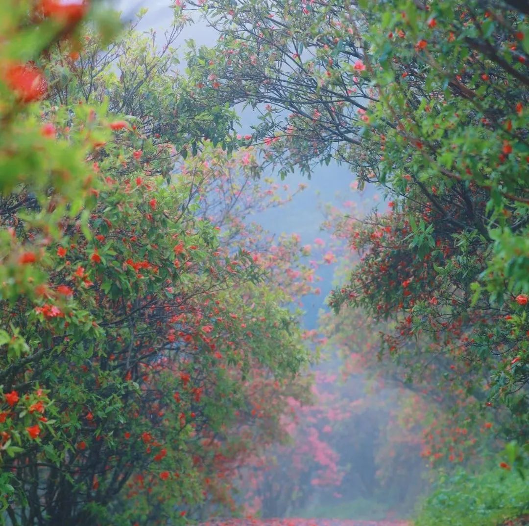 桂林雁山猫儿山,广州出发6天最适宜赏秋旅游