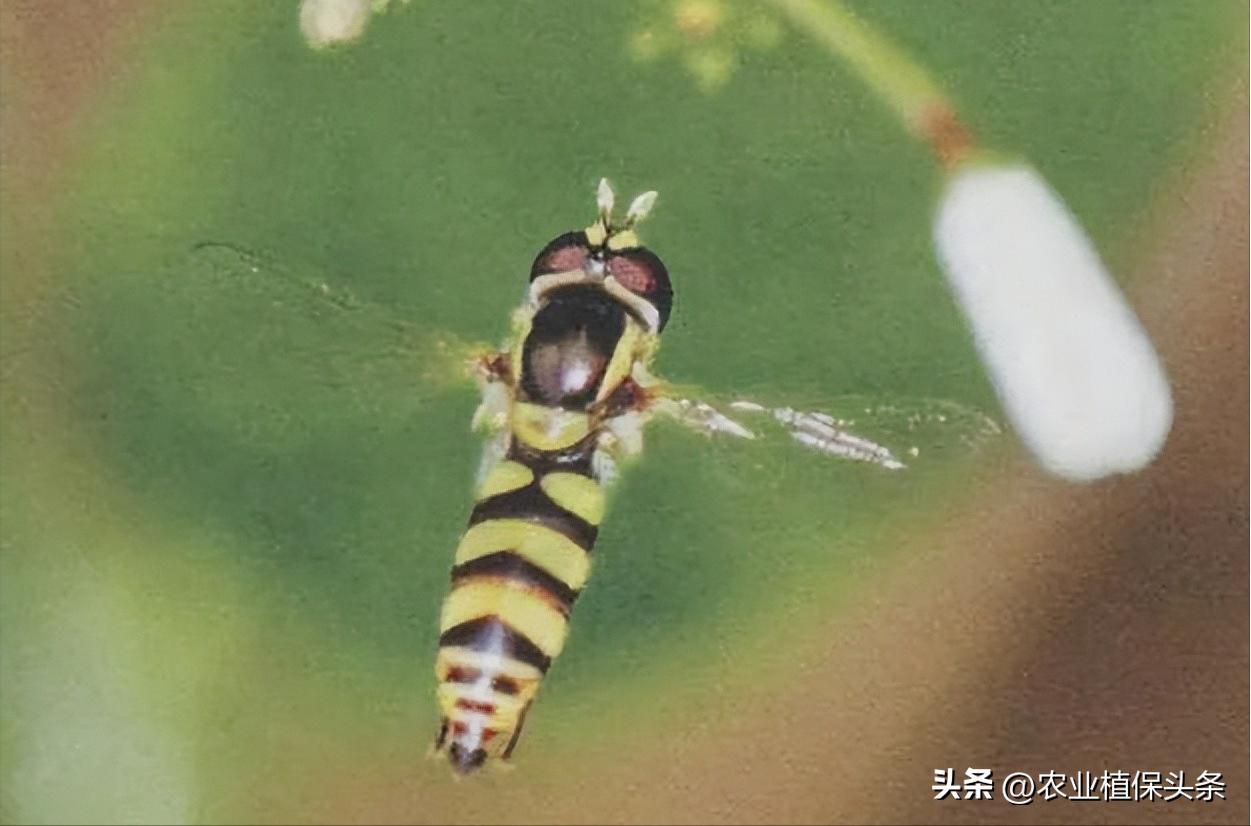 病虫害防治之昆虫外部形态小结,农作物常见害虫防治