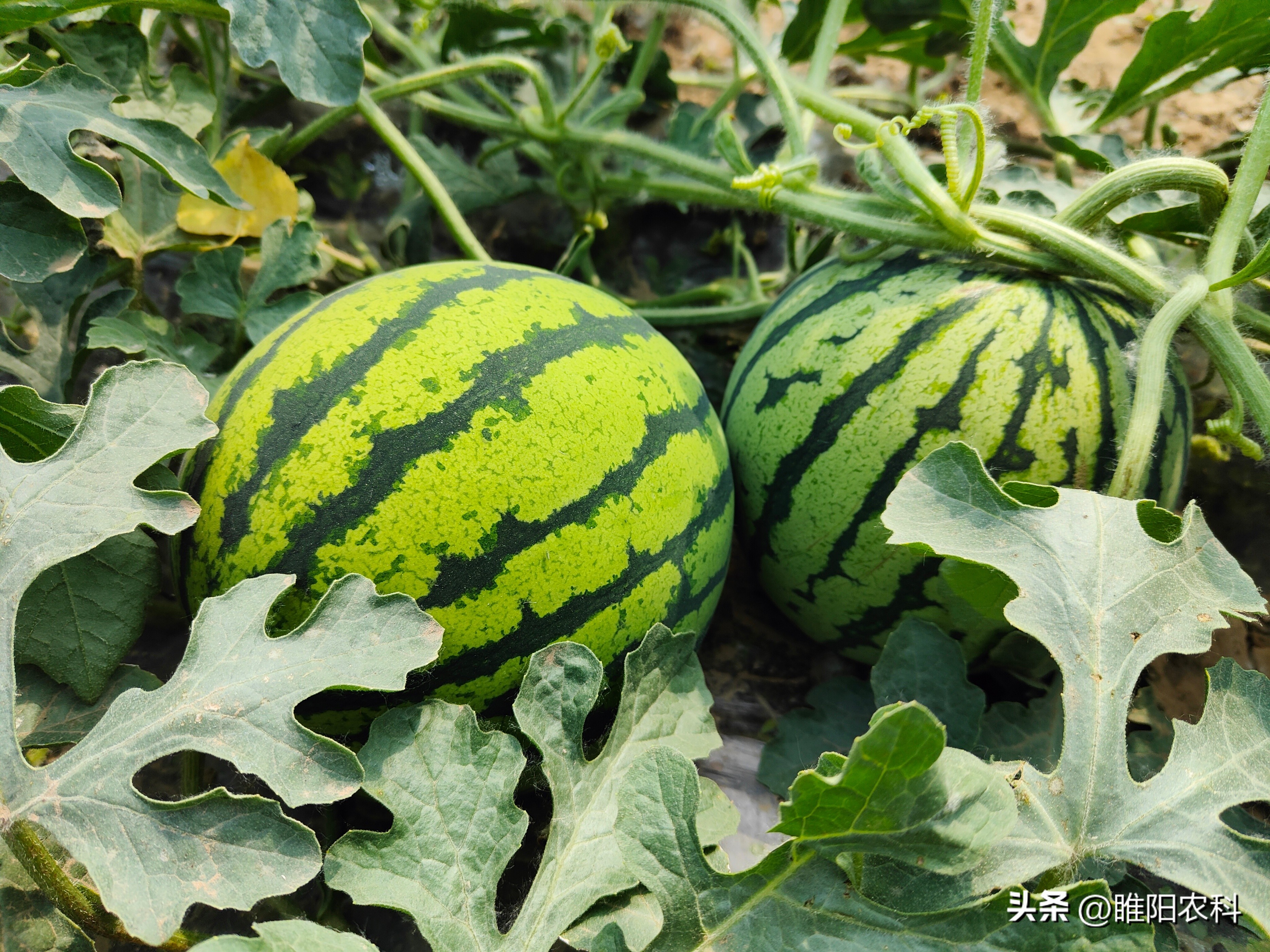 西瓜增甜小技巧,西瓜增甜果实配方大全