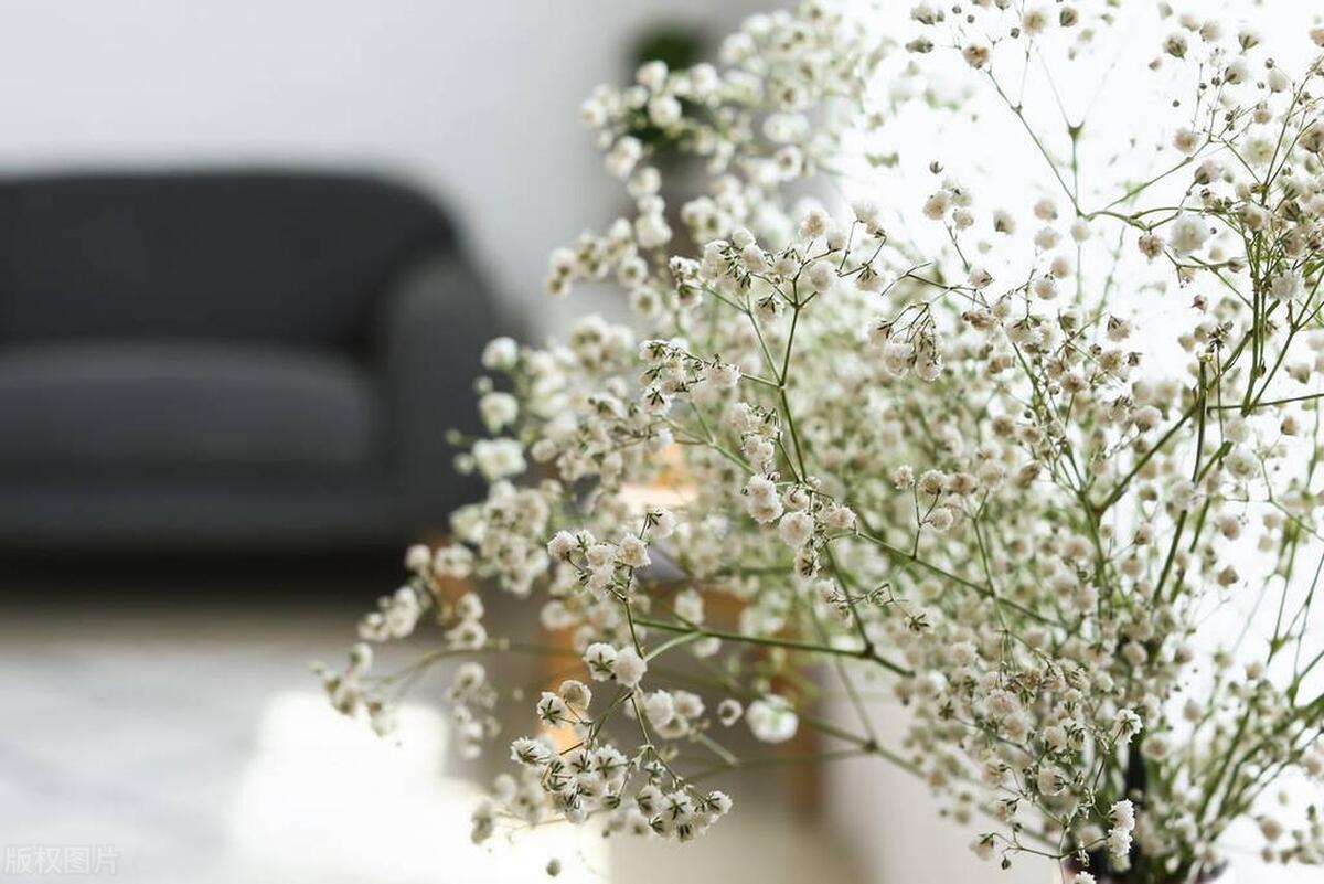 买干花推荐玫瑰满天星干花,满天星干花和勿忘我干花