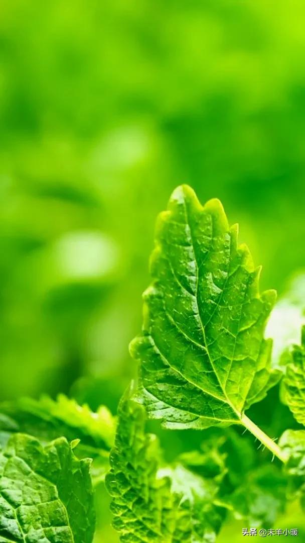 超清超美独一无二手机壁纸图片,养眼养心的壁纸