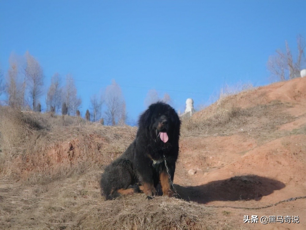 纯种野生藏獒濒临灭绝,藏獒这10年来都经历了啥