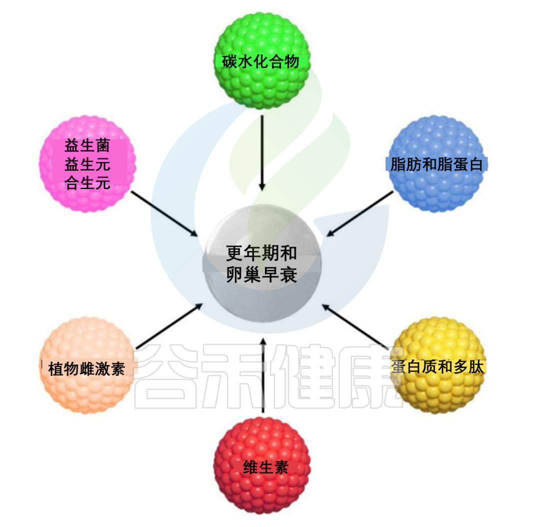 卵巢早衰与微生物群，营养治疗新进展