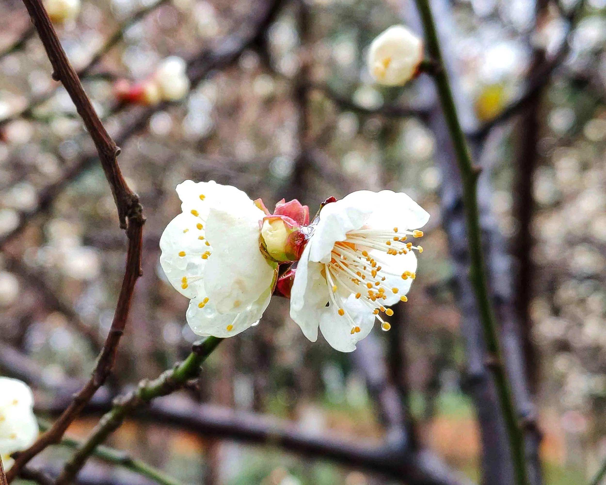 梅花与腊梅，看5点就能分得清清楚楚