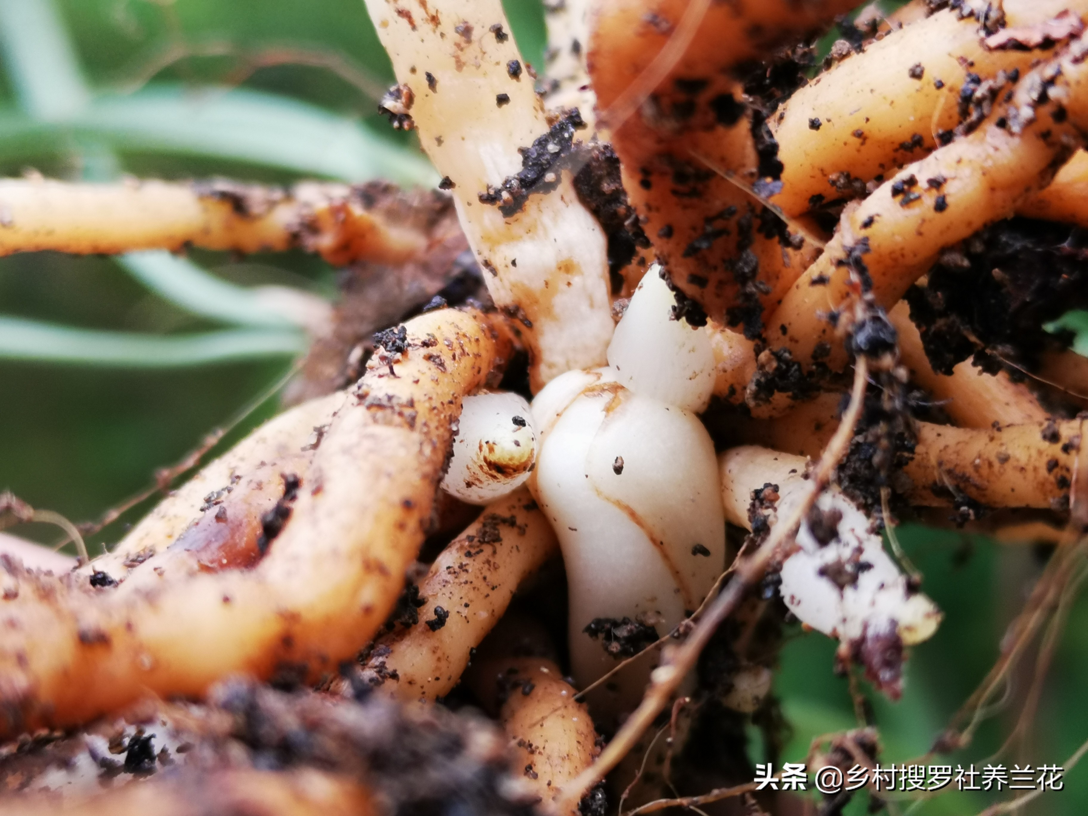 养兰花老手怕腐苗吗,兰花专用土防烂根