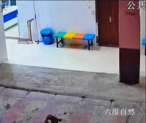 云南蜂猴,蜂猴受伤