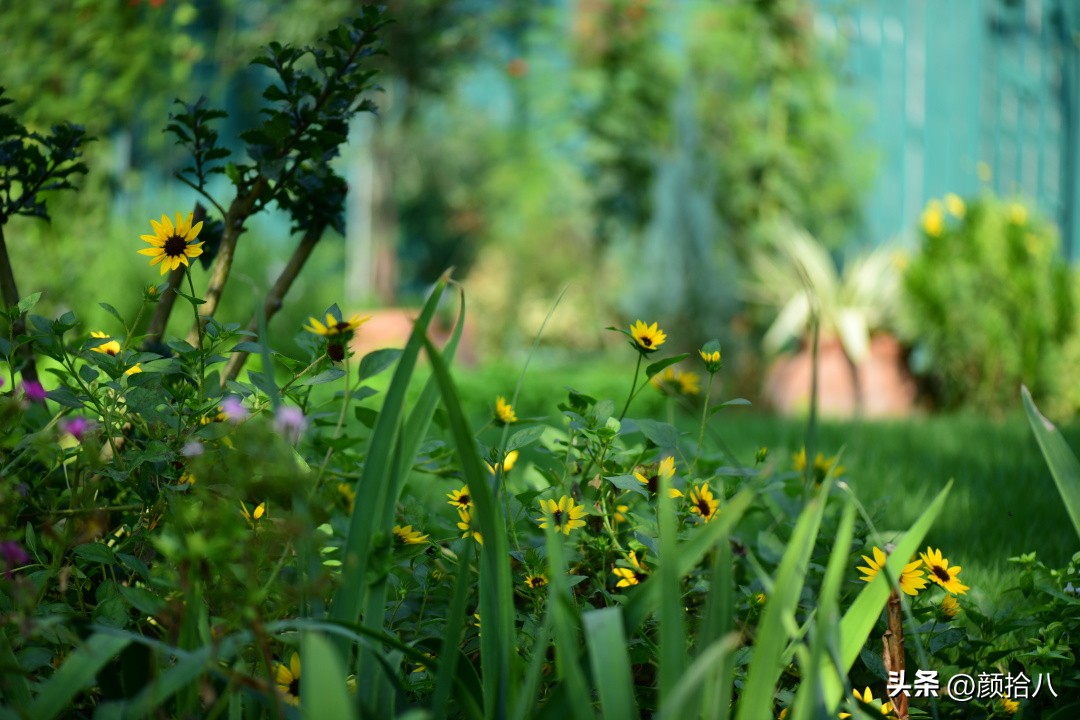 光辉岁月向日葵单朵花能开多少天,光辉岁月向日葵开花效果