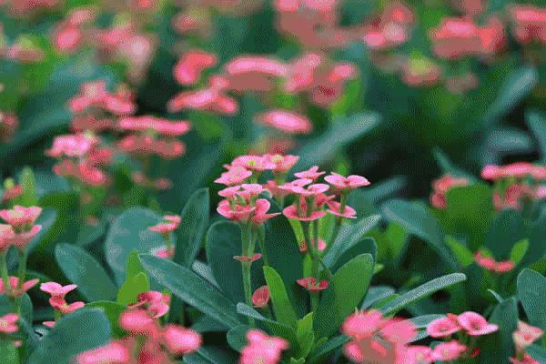 佛山江门广州旅游攻略,佛山去江门旅游攻略