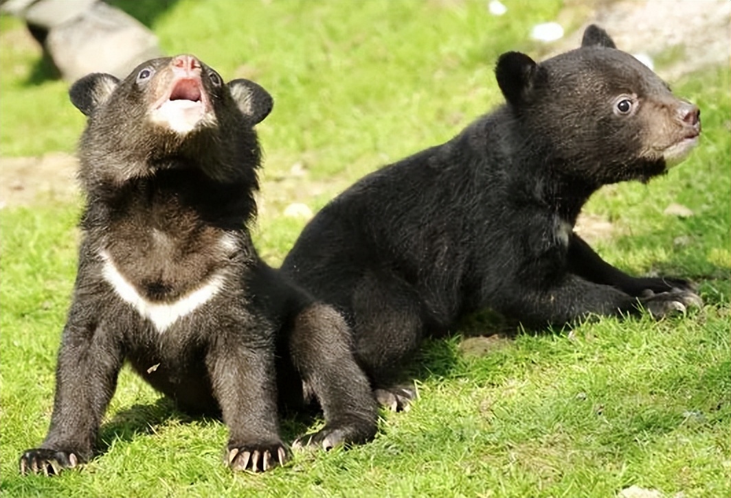 熊出没鸡西,黑龙江鸡西野生动物出没