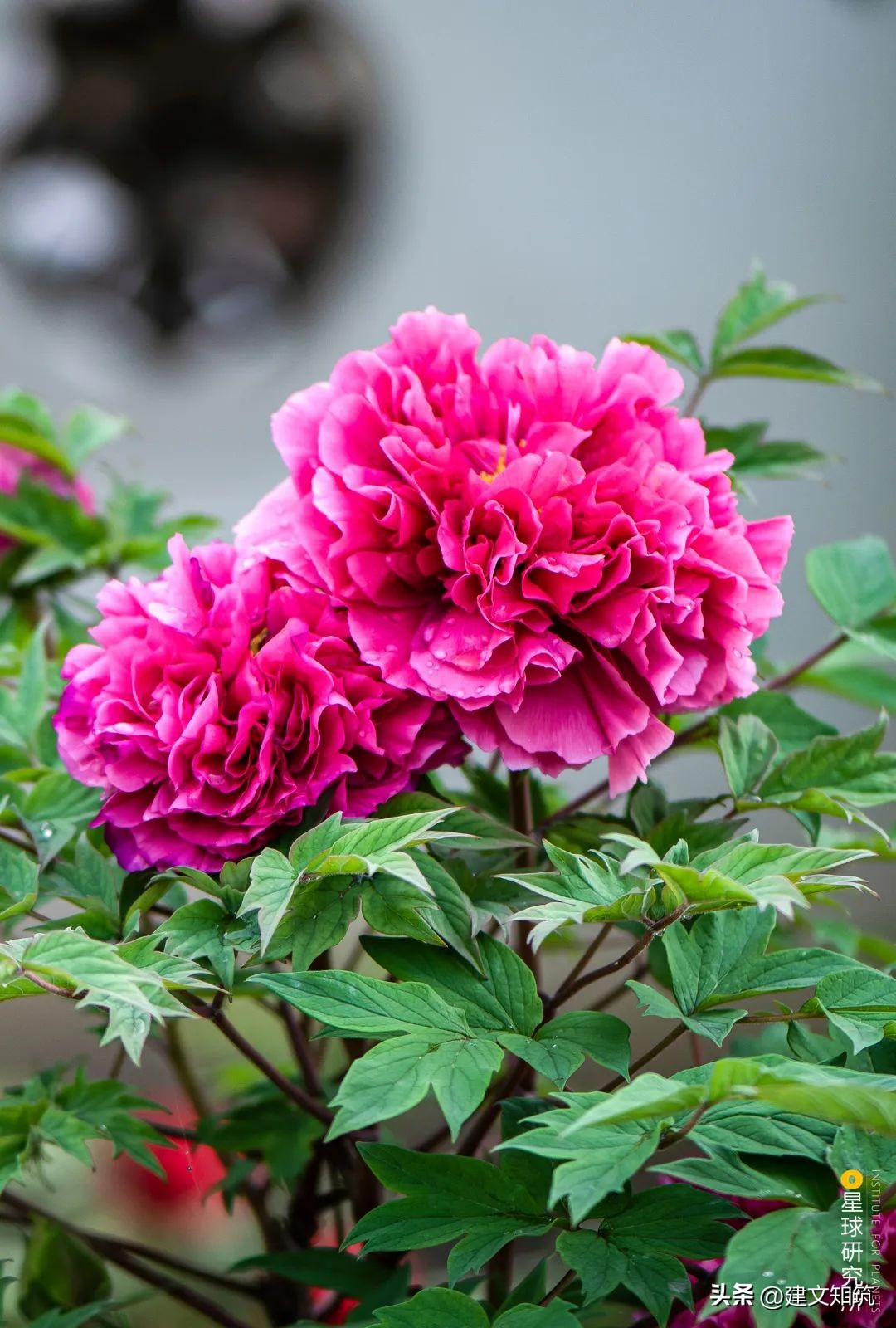 成都平原彭州,彭州立体公园城市