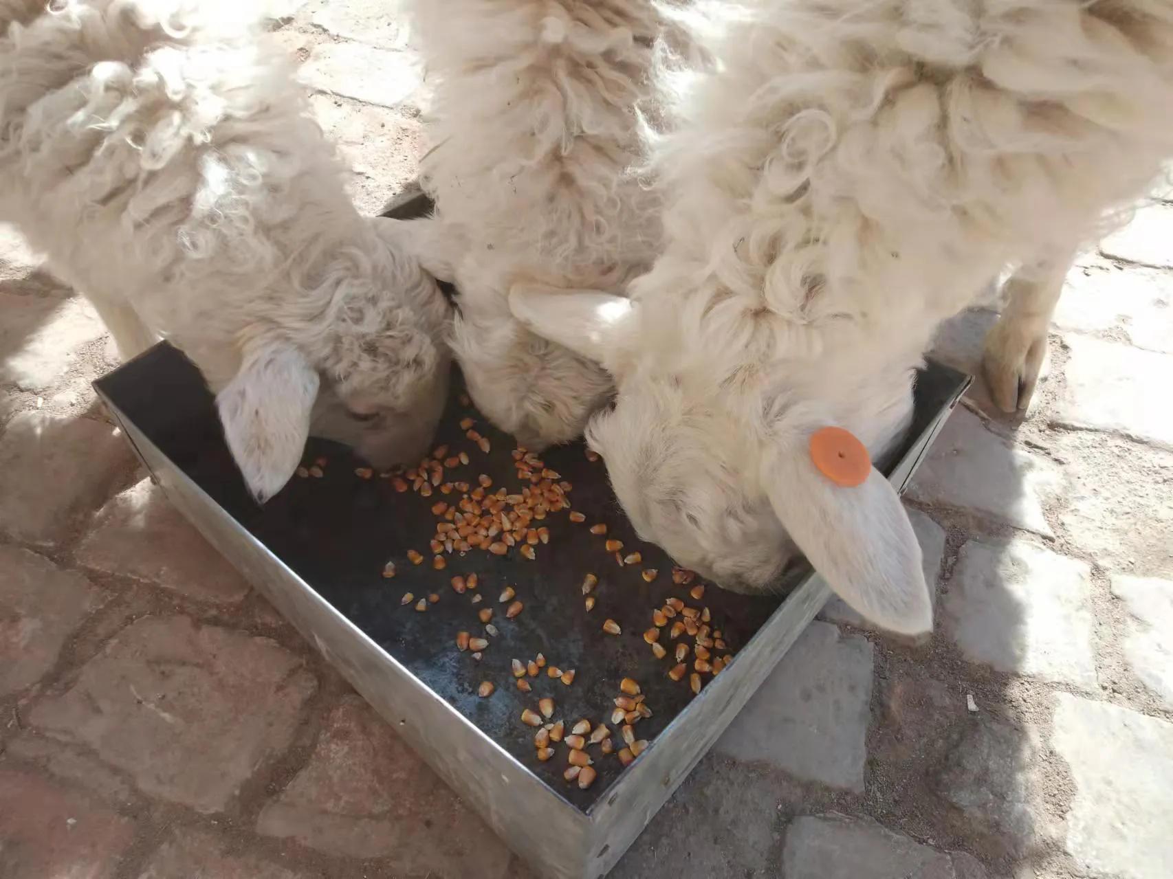 羊价已经开始上涨？道听途说纯属忽悠，看看羊羔的价格就知道