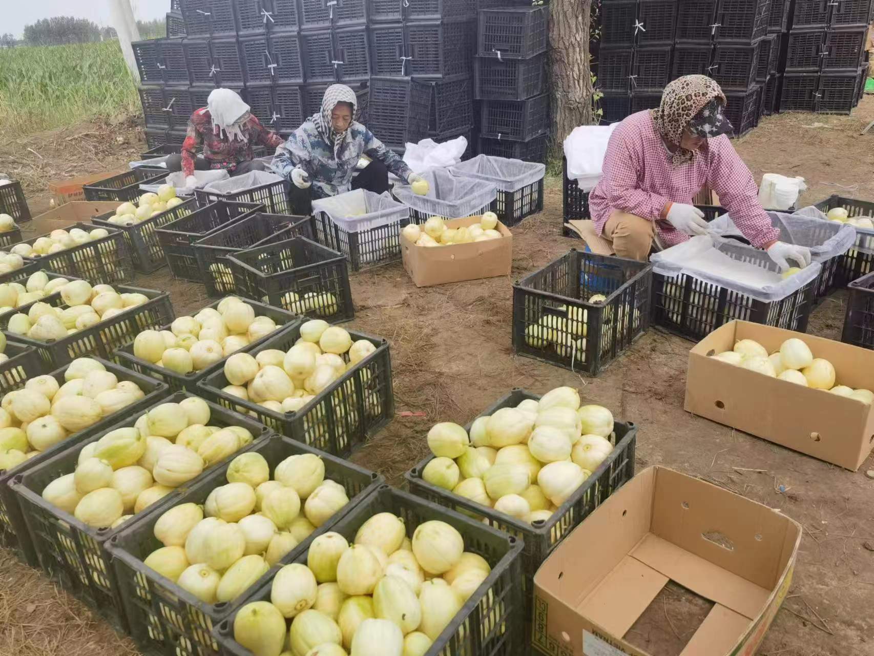 通榆县乡村振兴六大工程,村集体收入超百万