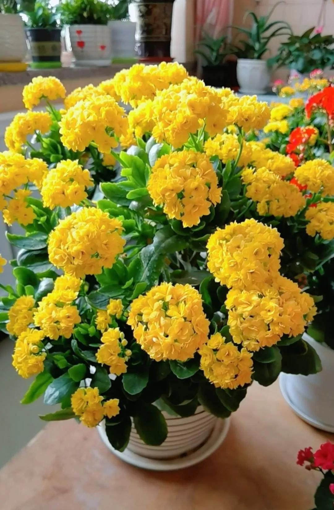 分享精美花朵图片,分享春天的图片大全