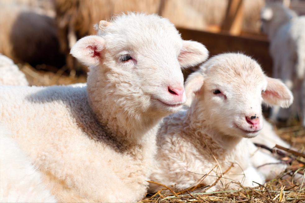 刚出生小羊羔喘不过气来怎么抢救,刚出生的小羊羔站不起来怎么治疗