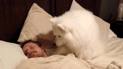 如何给宠物做一个温暖舒适的家,家有小宠宠物怎么养好