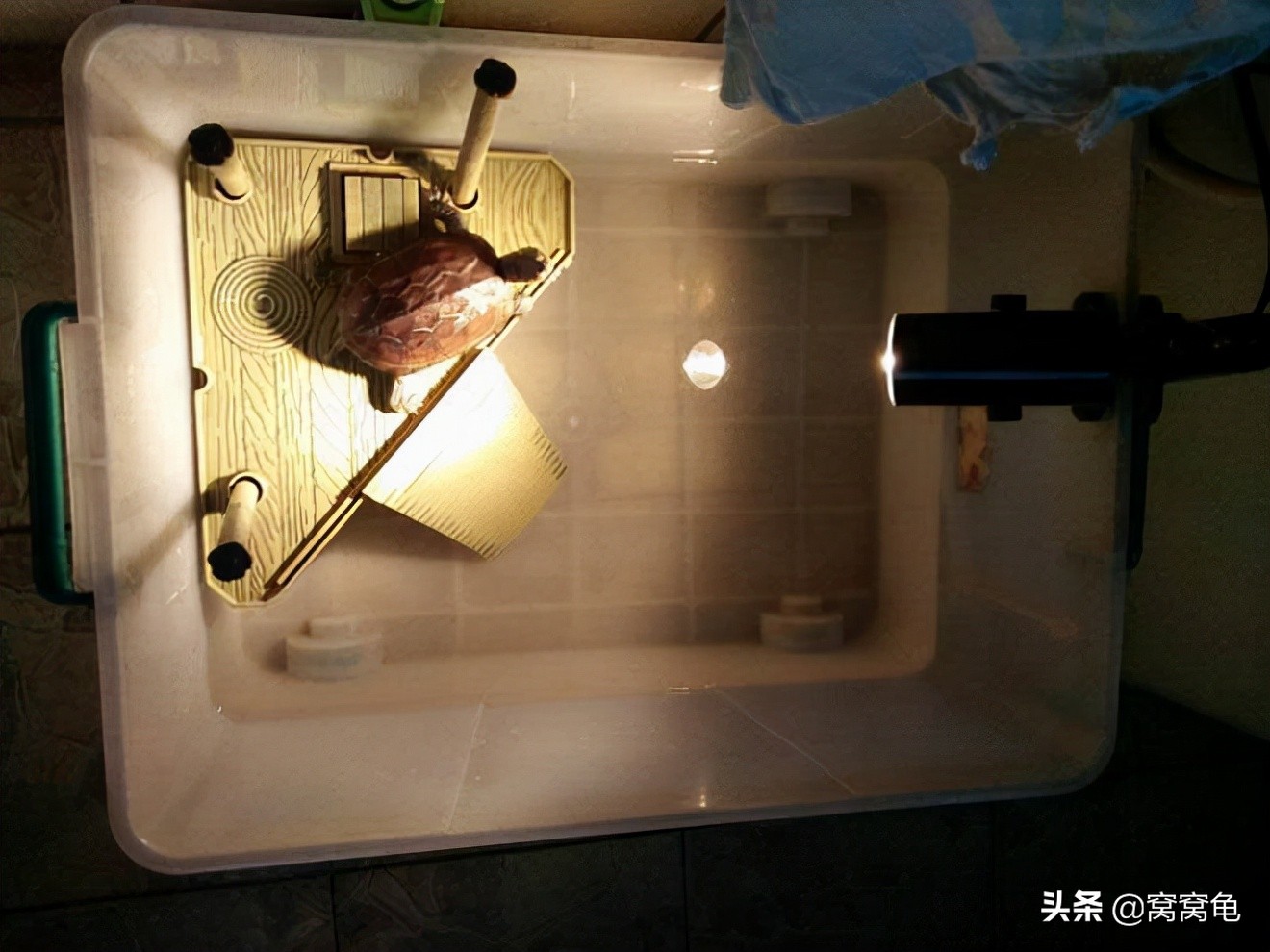 养龟怕冷还是怕热,养龟有什么说法