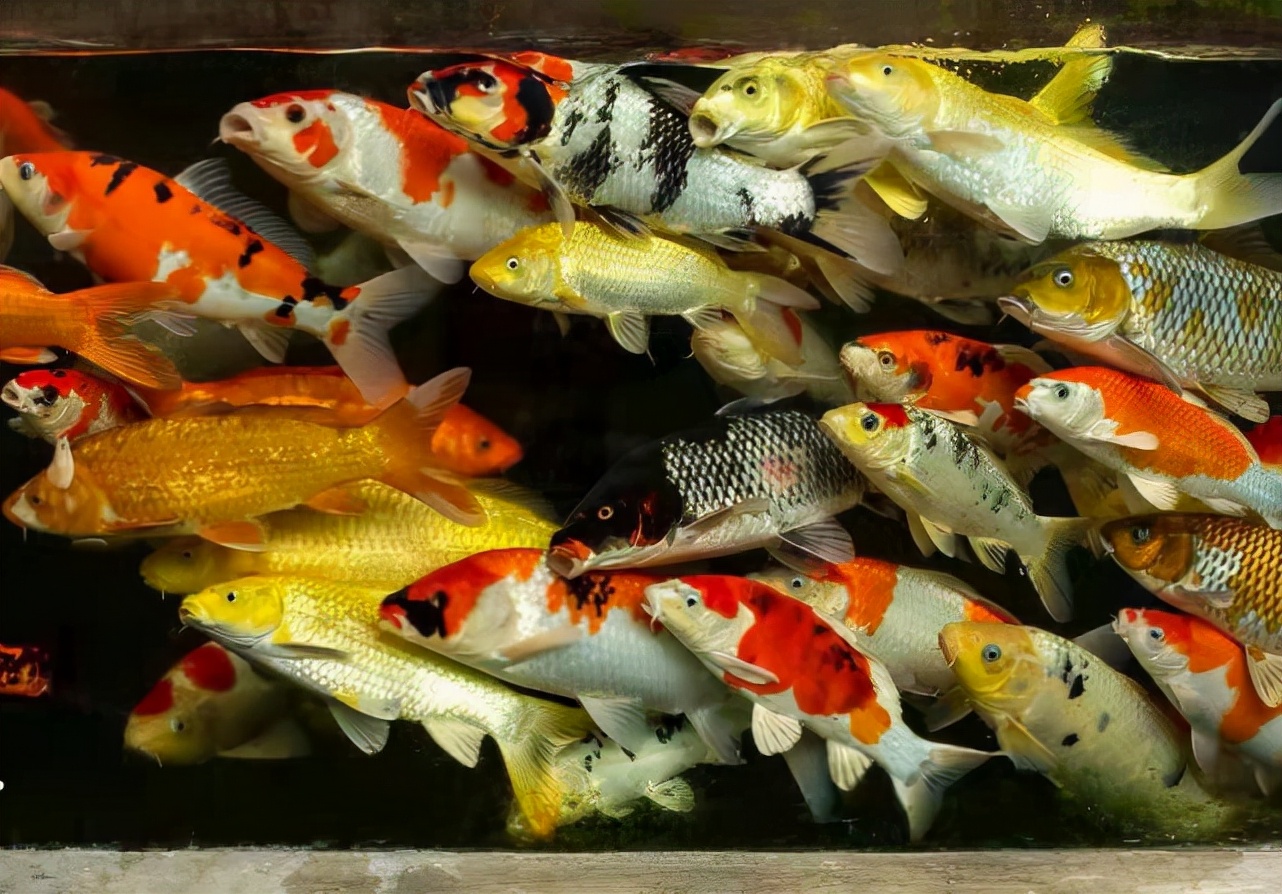 死了锦鲤怎么处理,锦鲤快死了有什么补救方法