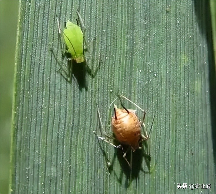 防治小麦蚜虫最佳药,邢台小麦蚜虫防治时间